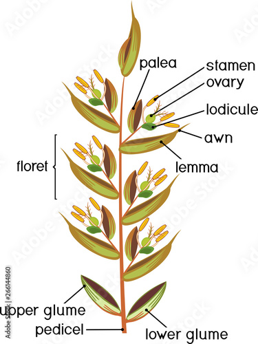 Structure of grass spikelet. Diagram of portion of grass inflorescence