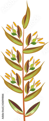 Structure of grass inflorescence (spikelet)