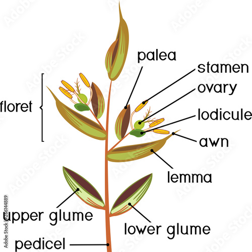 Structure of grass spikelet. Diagram of portion of grass inflorescence