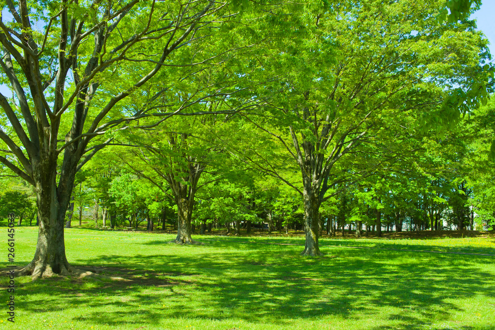 Obraz premium Green park