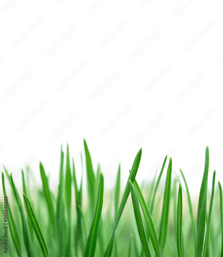 Naklejka Wiosna lub lato naturalne tło ze świeżą trawą