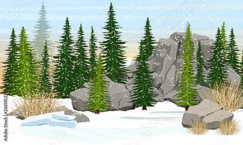 Spruce forest, stones and mountains, dry grass. Valley covered with snow. Realistic winter vector landscape