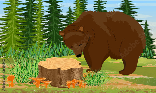 A large brown bear stands near the stump in the forest. Spruce trees and grass, chanterelle mushrooms. Wild animals of Eurasia, USA and Scandinavia. Realistic Vector Landscape