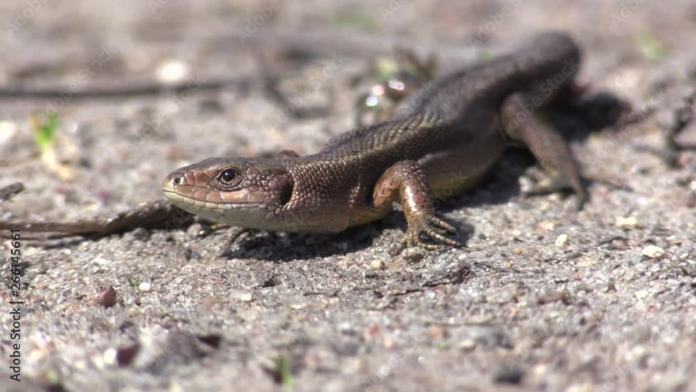 Lizard viviparous in early spring. Zootoca vivipara. Lizard viviparous in early spring. Zootoca vivipara.