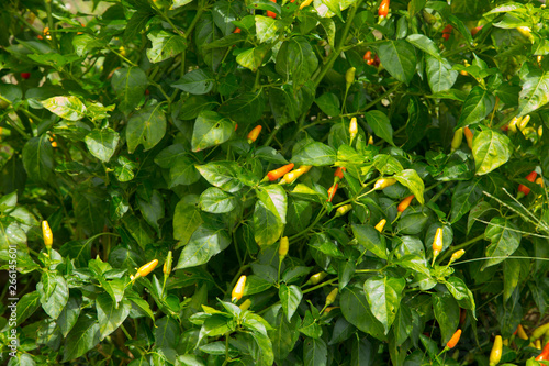 The small chili peppers in Okinawa