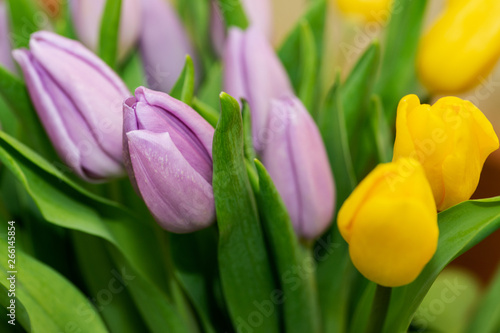 Bunch of Yellow and Purple Lavender Tulip flowers.