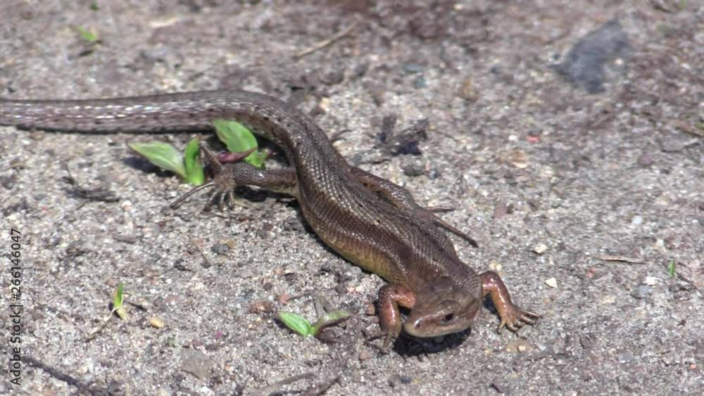Lizard viviparous in early spring. Zootoca vivipara. Lizard viviparous in early spring. Zootoca vivipara.