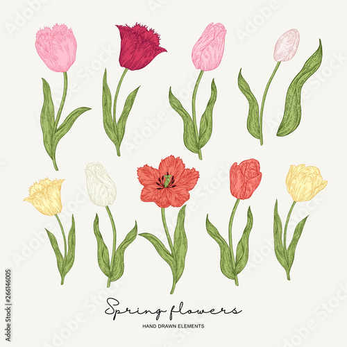 Hand drawn colorful tulips. Spring flowers set. Garden plants. Botanical vector illustration.