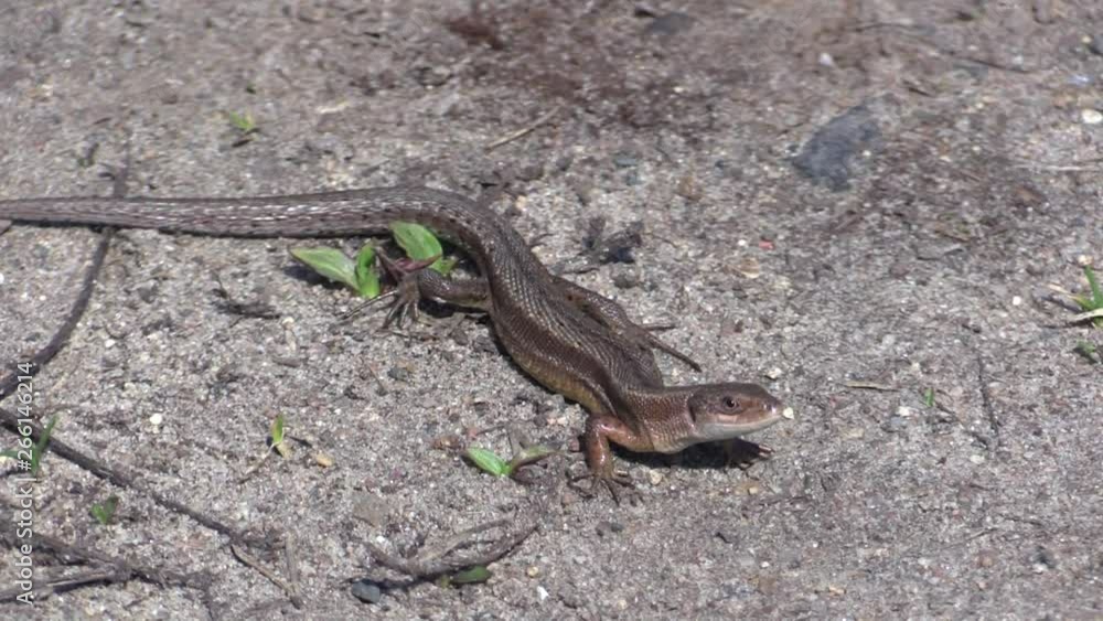 Lizard viviparous in early spring. Zootoca vivipara. Lizard viviparous in early spring. Zootoca vivipara.