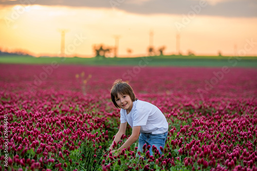 Fototapeta Naklejka Na Ścianę i Meble -  Beautiful child in gorgeous crimson clover field on sunset, gathering fresh spring flowers for mom for Mothers day