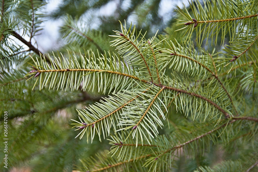 Spruce branch with blurry background