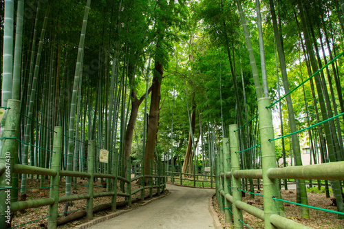 Fototapeta Naklejka Na Ścianę i Meble -  Bamboo forest in the park
