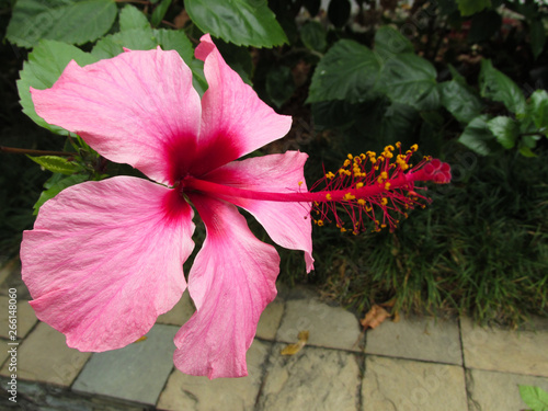 Flor Cayena Hibiscus Malvaceae En Colores Rojizos photo