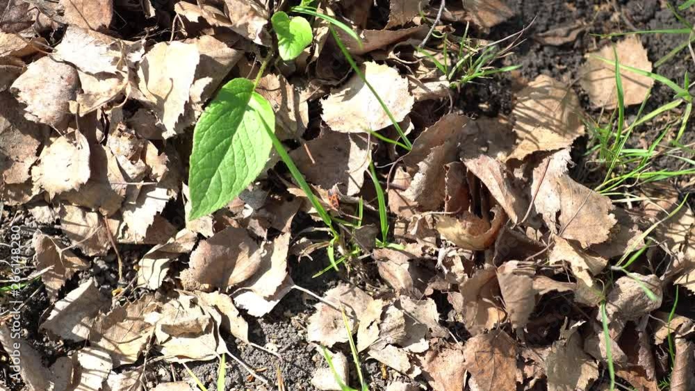 A Firebug on forest floor. A Firebug on forest floor.