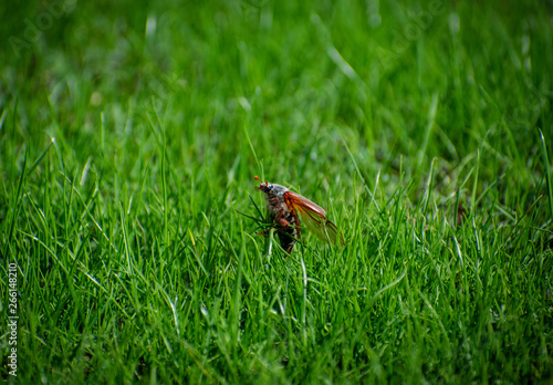 beetle on grass © AnnaTishina