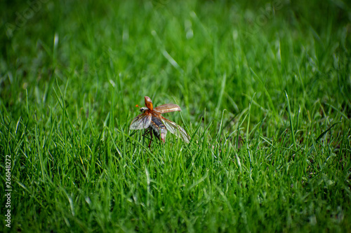 beetle on grass © AnnaTishina