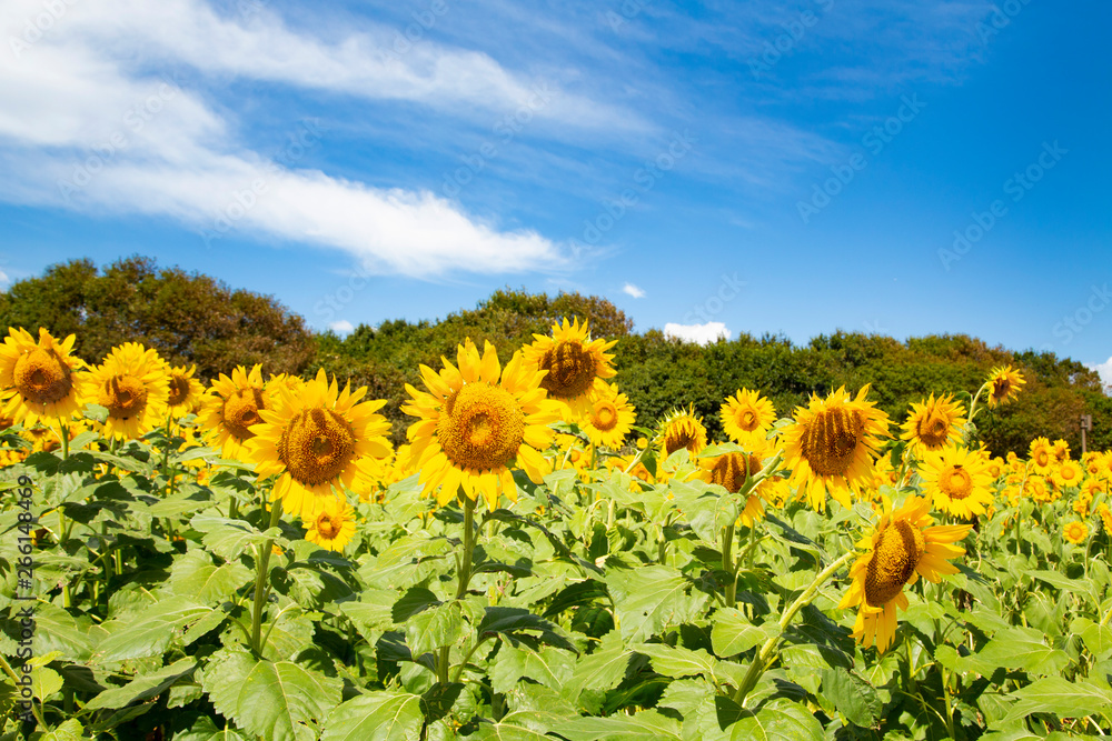 Fototapeta premium Sunflower garden in Hitachi seaside park
