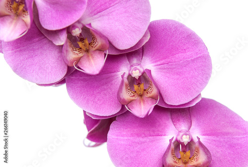 Pink orchid flowers close up