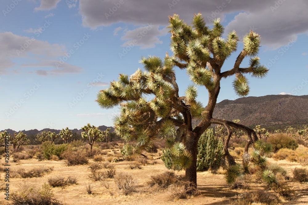 Joshua Tree NP 36