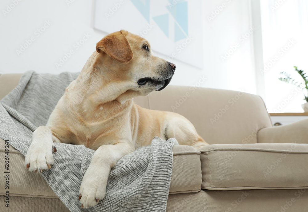 Yellow labrador retriever on cozy sofa indoors Yellow labrador retriever on cozy sofa indoors
