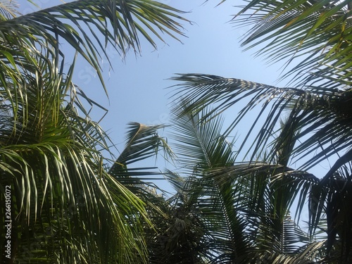 palm trees on the beach