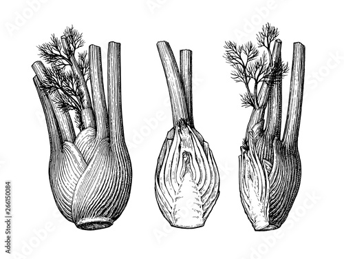 Ink sketch of fennel bulbs