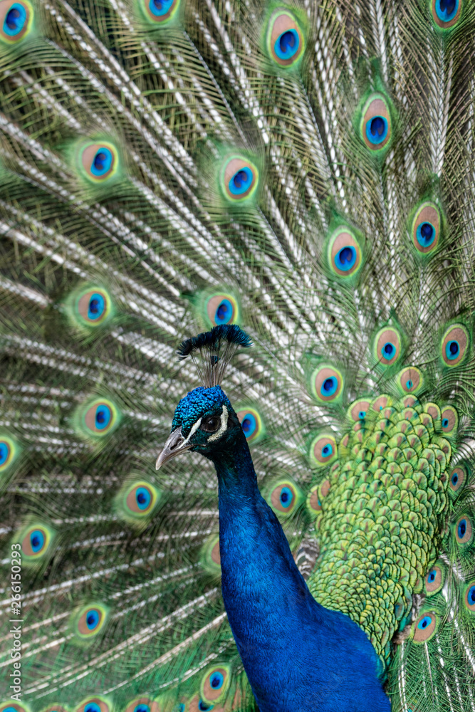 Fototapeta premium Pfahl