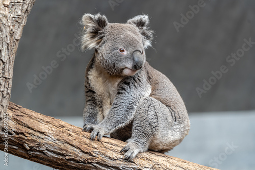 Fototapeta Naklejka Na Ścianę i Meble -  Koala Bär