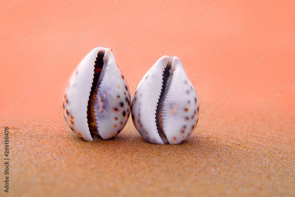 Two seashells on the beach. The concept of tourist recreation. Two seashells on the beach. The concept of tourist recreation.