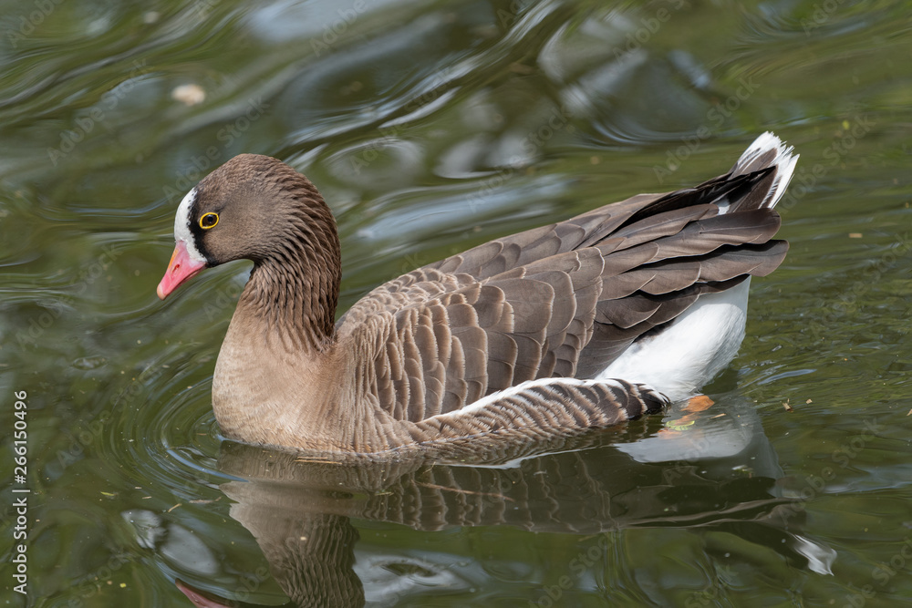 Ente Ente