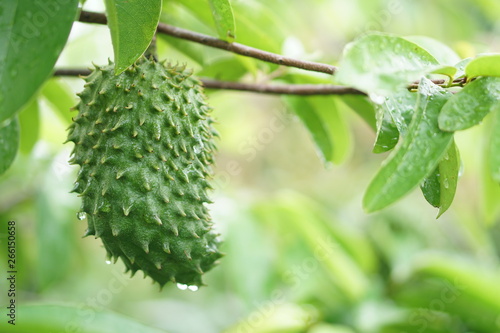 Fotografía Soursop / guanabana / graviola exotic fruit hanging from tree - growing and harv
