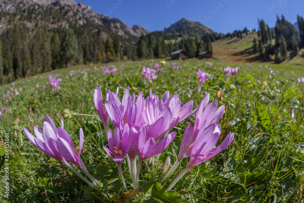 Obraz premium crocus in a wide green pasture in Dolomites in a sunny day