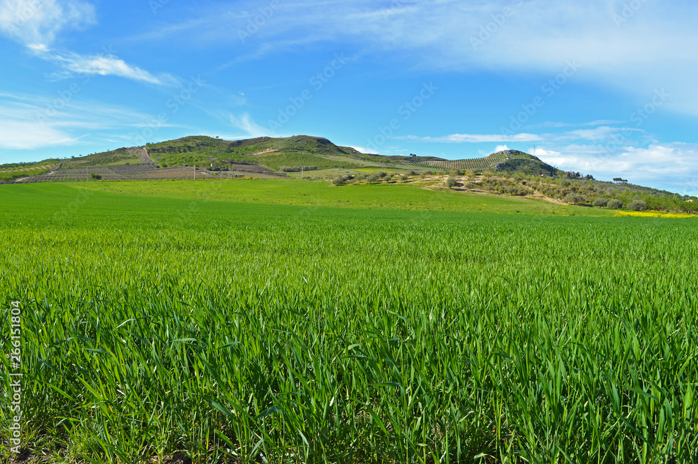 Beautiful Green Hay Field, Sicilian Landscape, Mazzarino, Caltanissetta, Italy, Europe