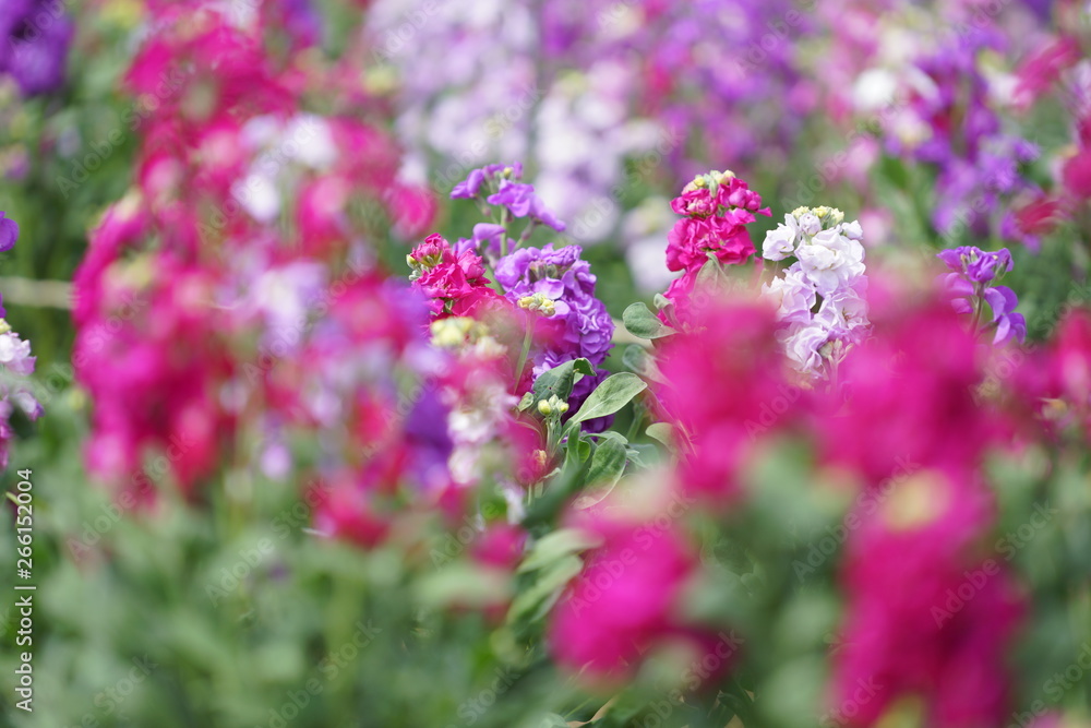Obraz premium 牛久大仏の花
