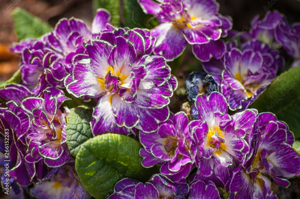 primrose Primula vulgaris