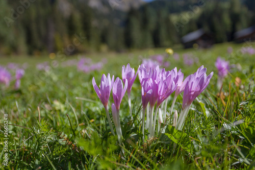 crocus in a wide green pasture in Dolomites in a sunny day