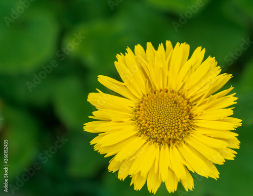 Leopard's Bane "Little Leo" in bloom against a blurred leafy background