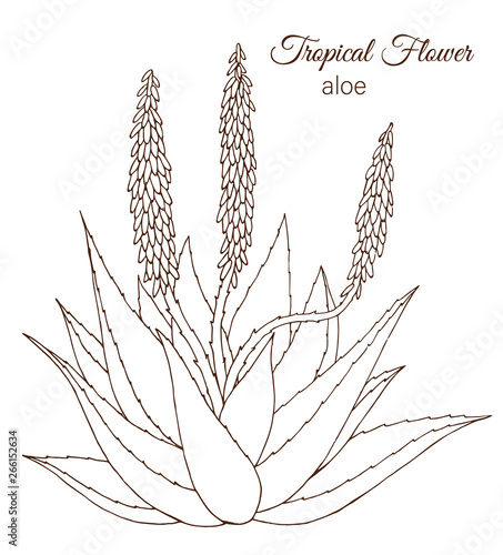Vector illustration of tropical flower isolated on white background. Hand drawn aloe. Floral outline. Coloring page. Sketch style. Tropic design elements