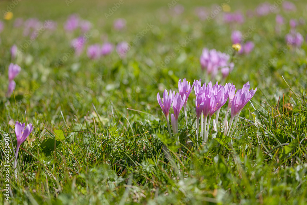 crocus in a wide green pasture in Dolomites in a sunny day crocus in a wide green pasture in Dolomites in a sunny day