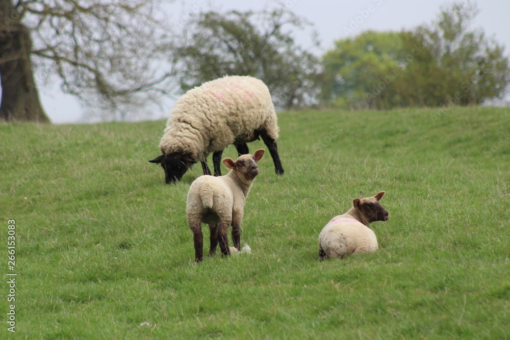 Fototapeta premium sheep in a field