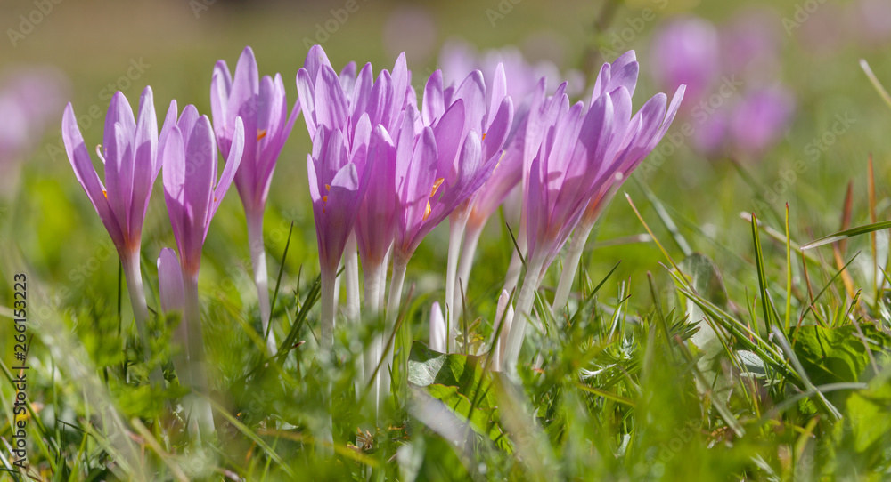 Naklejka premium crocus in a wide green pasture in Dolomites in a sunny day