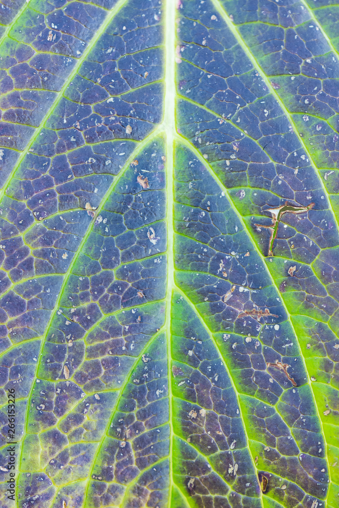 Details of a purple leaf