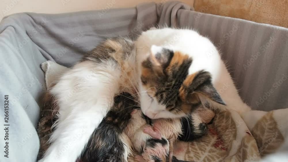 Birth of kittens. Feline birth. The cat gave birth to kittens. A cat