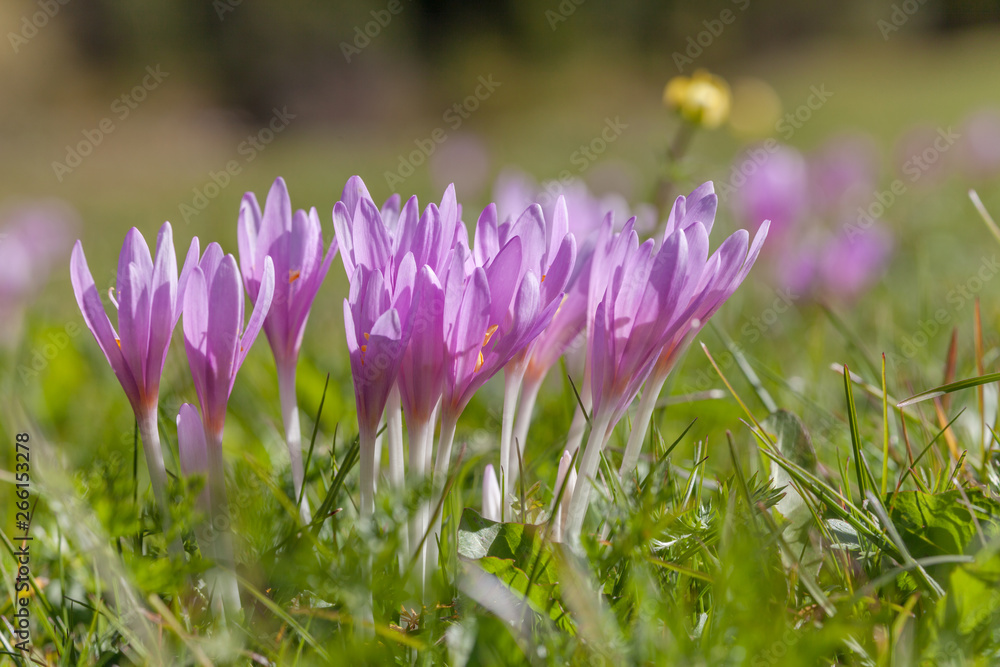crocus in a wide green pasture in Dolomites in a sunny day crocus in a wide green pasture in Dolomites in a sunny day