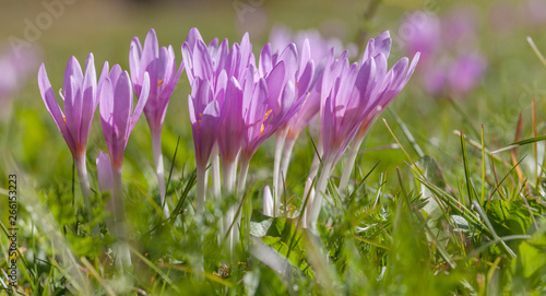 crocus in a wide green pasture in Dolomites in a sunny day