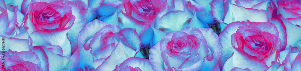 Background of flowers of blue roses. Concept of business or congratulations. Selective focus, close-up. Banner. - obrazy, fototapety, plakaty 