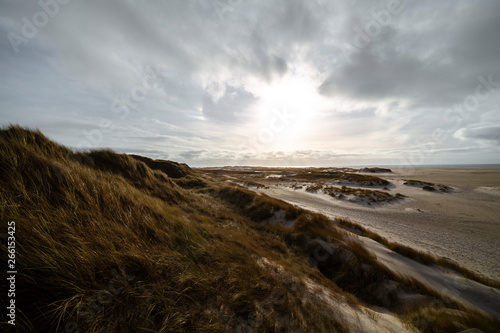 Hardy marram grass on coastal sand dunes