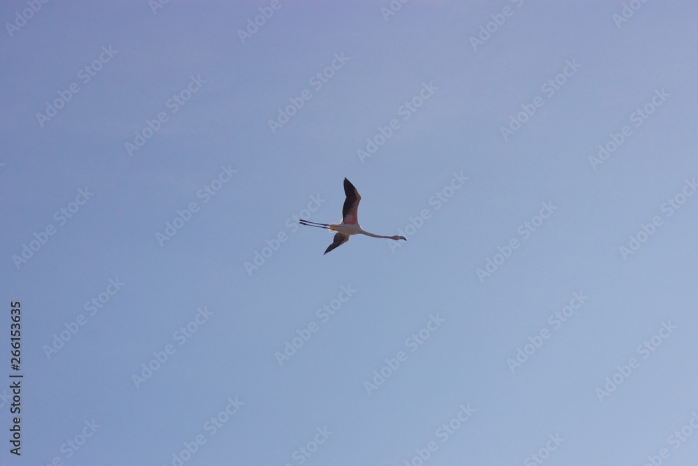 One flamingo flying alone in the clear blue sky One flamingo flying alone in the clear blue sky