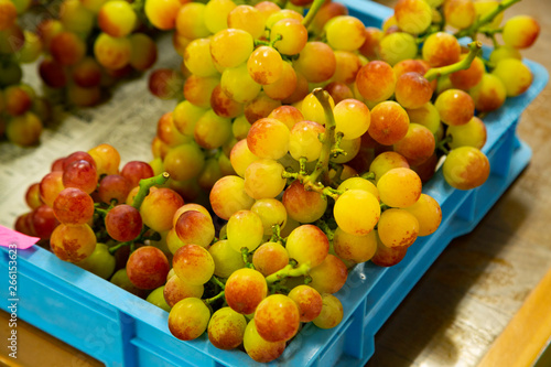 Harvest in the grape orchard