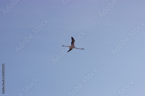 One flamingo flying alone in the clear blue sky 